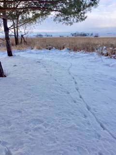 pheasant-tracks