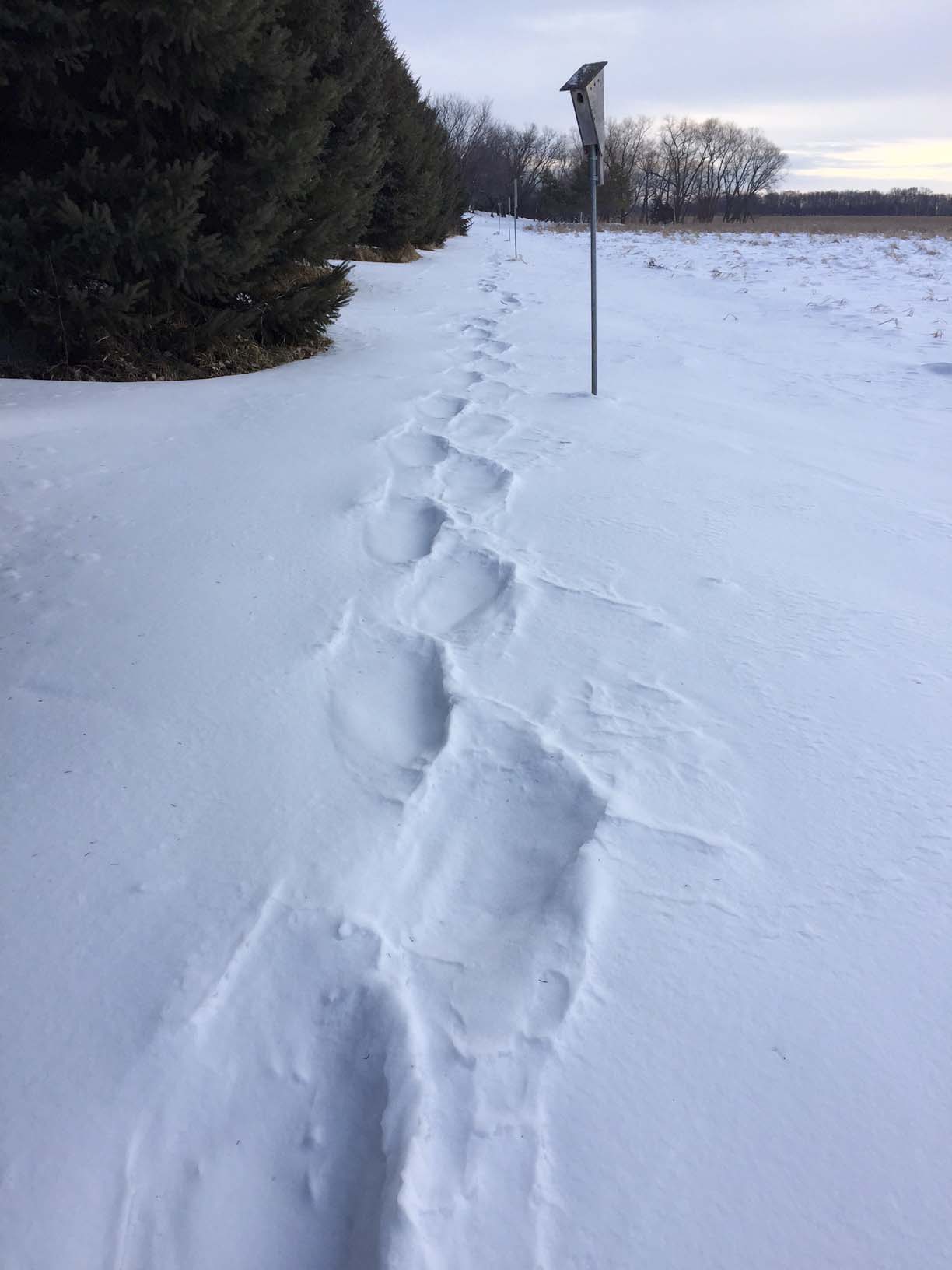 snowshoe